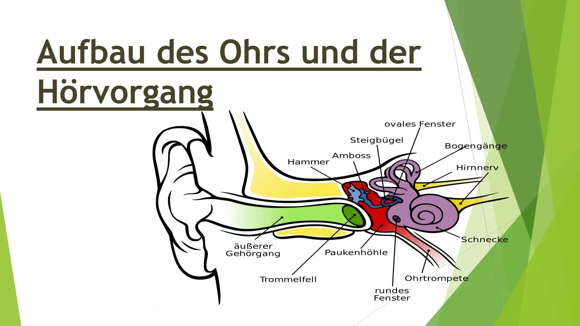 Akustik - Das Ohr
Wie entsteht Schall?
In wie weit können wir Töne hören?
- Wie ist das Ohr aufgebaut?
Wie funktioniert der Hörvorgang?
Wie 