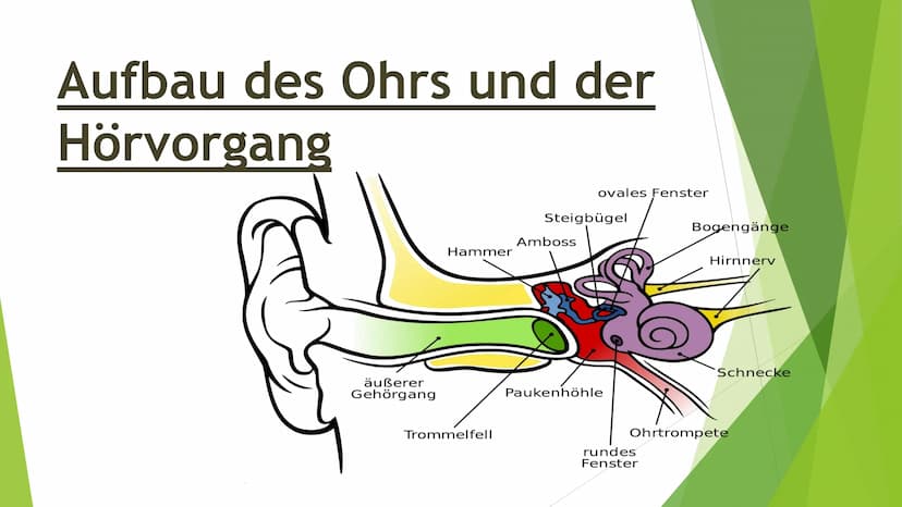 Akustik - Das Ohr
Wie entsteht Schall?
In wie weit können wir Töne hören?
- Wie ist das Ohr aufgebaut?
Wie funktioniert der Hörvorgang?
Wie 