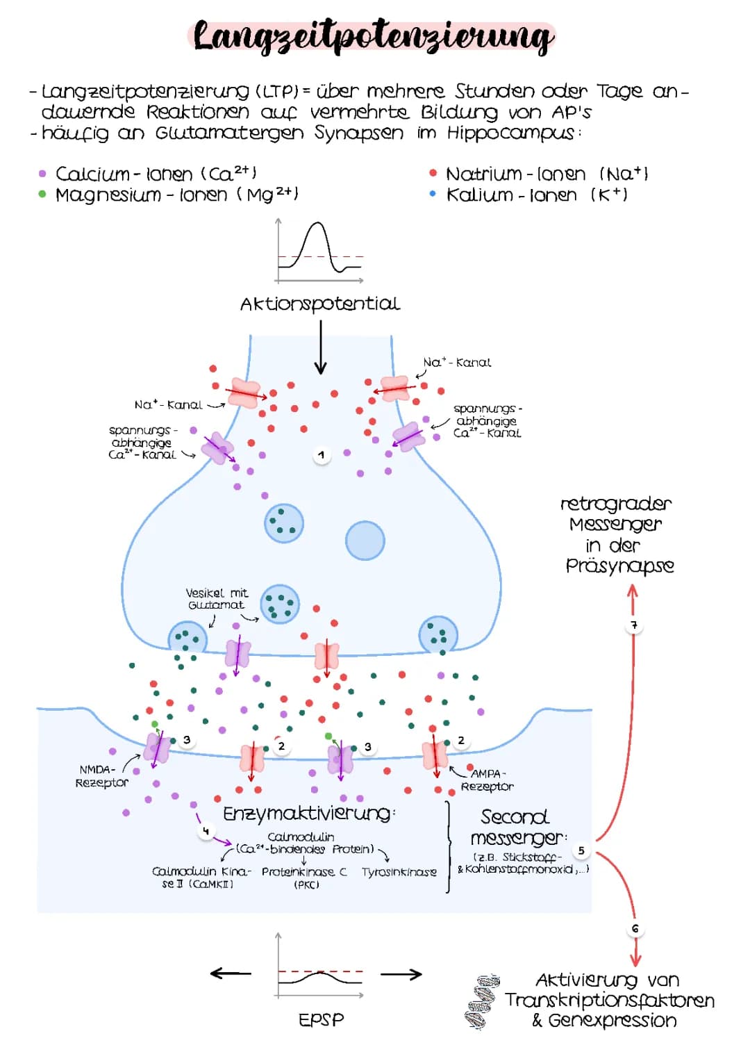 Langzeitpotenzierung | Neurobiologie 