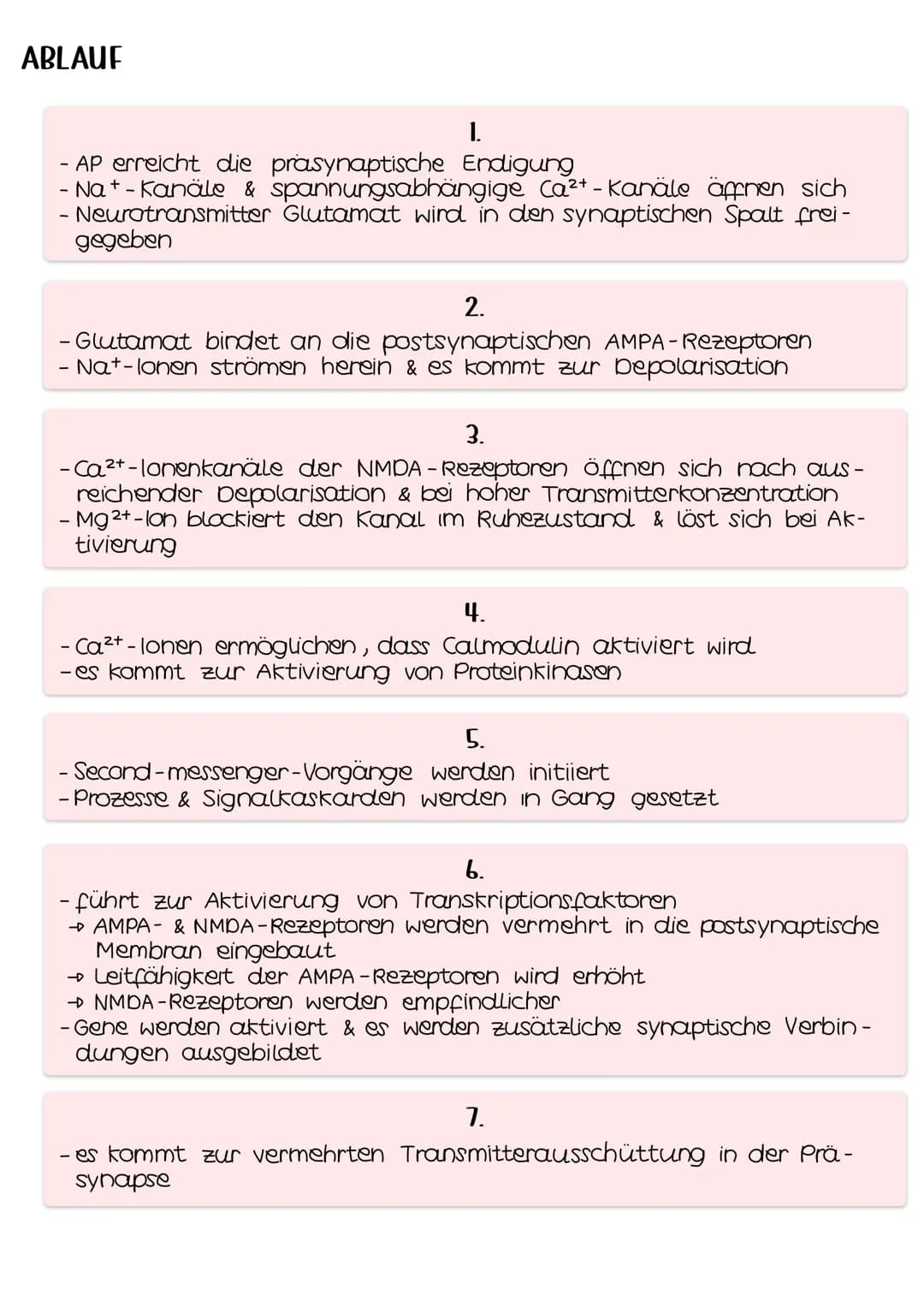 Langzeitpotenzierung
- Langzeitpotenzierung (LTP) = über mehrere Stunden oder Tage an-
dauernde Reaktionen auf vermehrte Bildung von AP's
- 