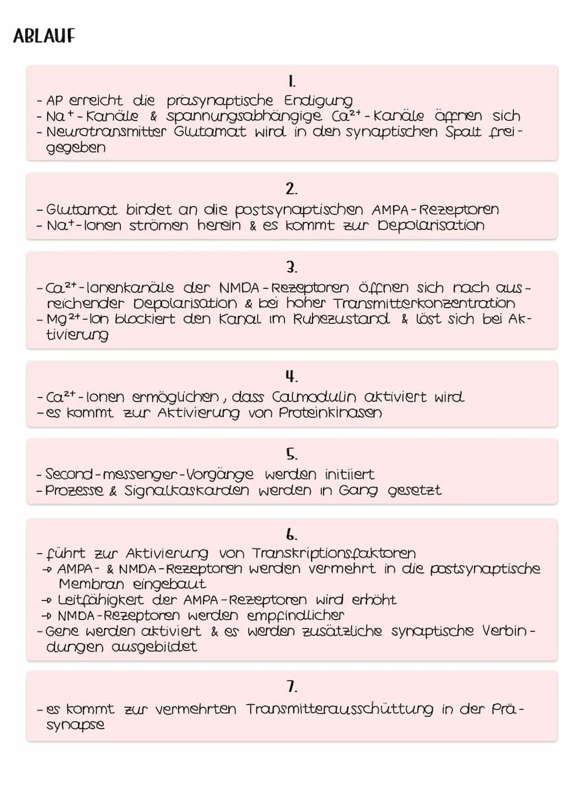 Langzeitpotenzierung
- Langzeitpotenzierung (LTP) = über mehrere Stunden oder Tage an-
dauernde Reaktionen auf vermehrte Bildung von AP's
- 
