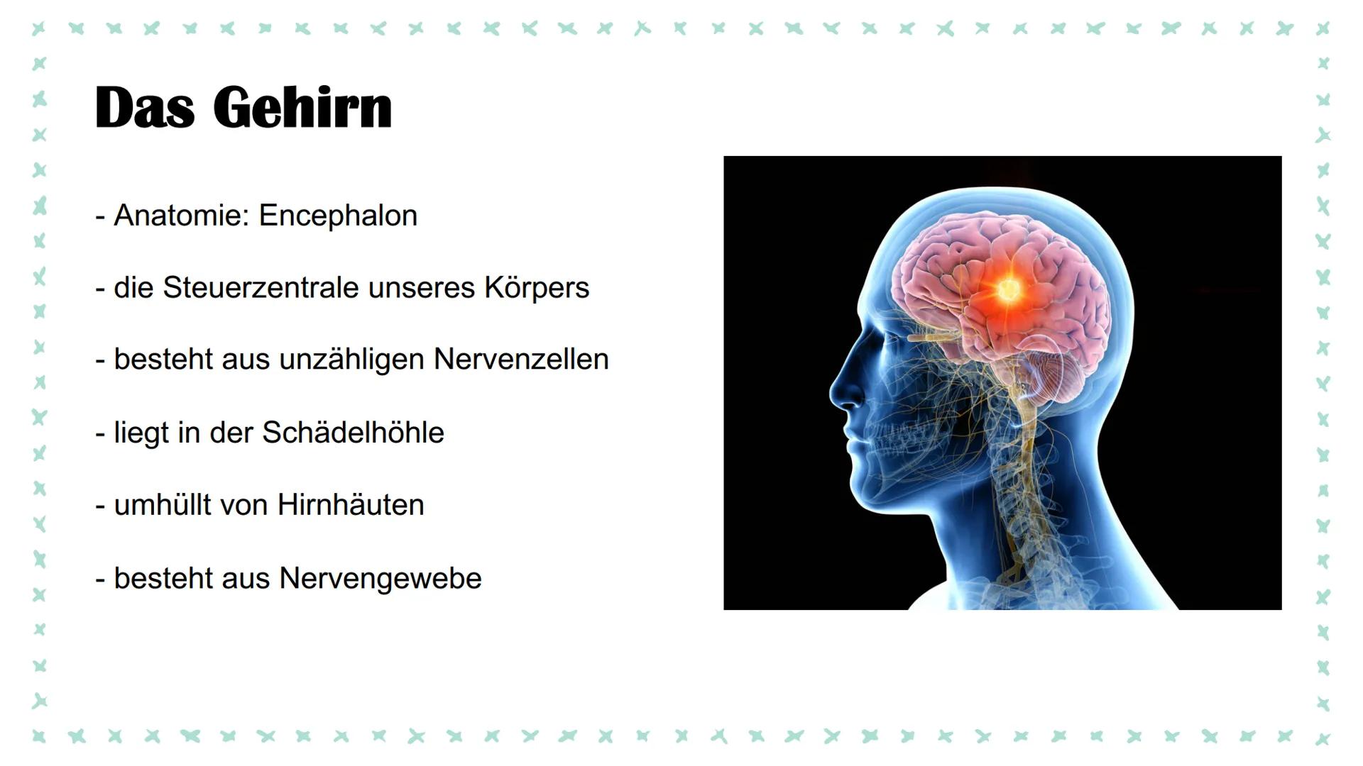 Aufbau des Gehirns & Epilepsie
Eine Präsentation von Linda und Isabel Was kommt in unserer PowerPoint vor?
Aufbau des Gehirns
888
Die Lappen