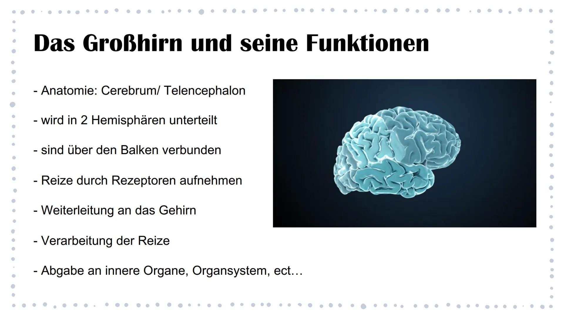 Aufbau des Gehirns & Epilepsie
Eine Präsentation von Linda und Isabel Was kommt in unserer PowerPoint vor?
Aufbau des Gehirns
888
Die Lappen