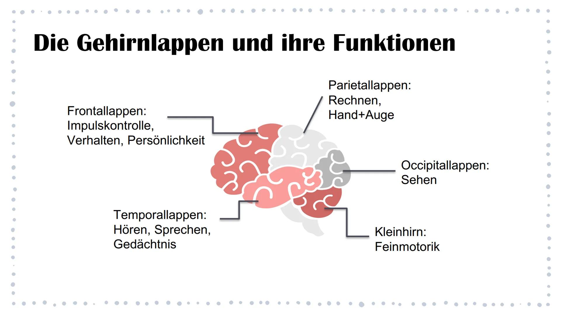 Aufbau des Gehirns & Epilepsie
Eine Präsentation von Linda und Isabel Was kommt in unserer PowerPoint vor?
Aufbau des Gehirns
888
Die Lappen