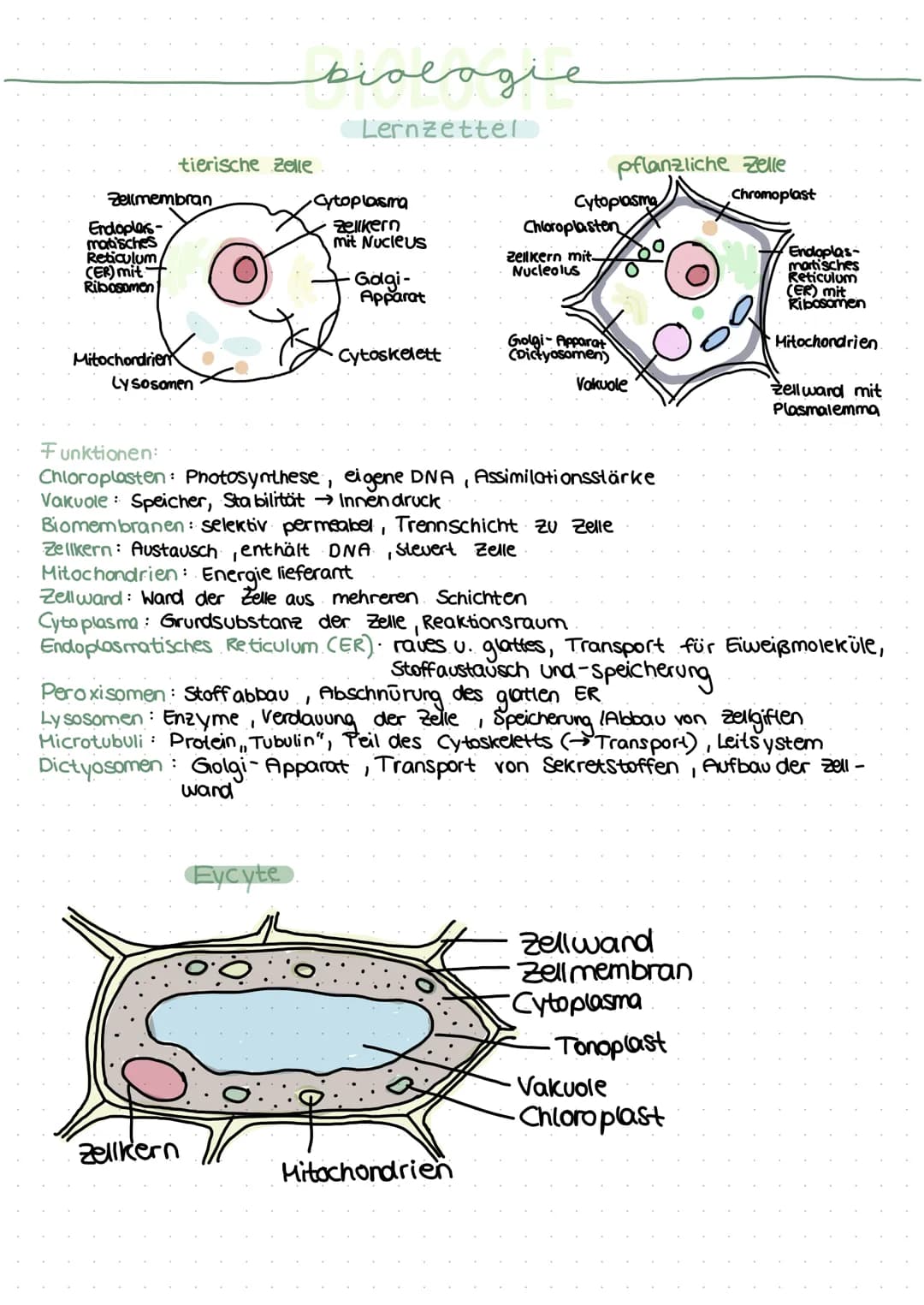 Zellmembran
Endoples-
matisches
Reticulum/
(ER) mit
Ribosomen
Mitochondrien
tierische Zelle
Lysosomen
فيهمه منتخب
:
Lernzettel
Zellkern
Cyto