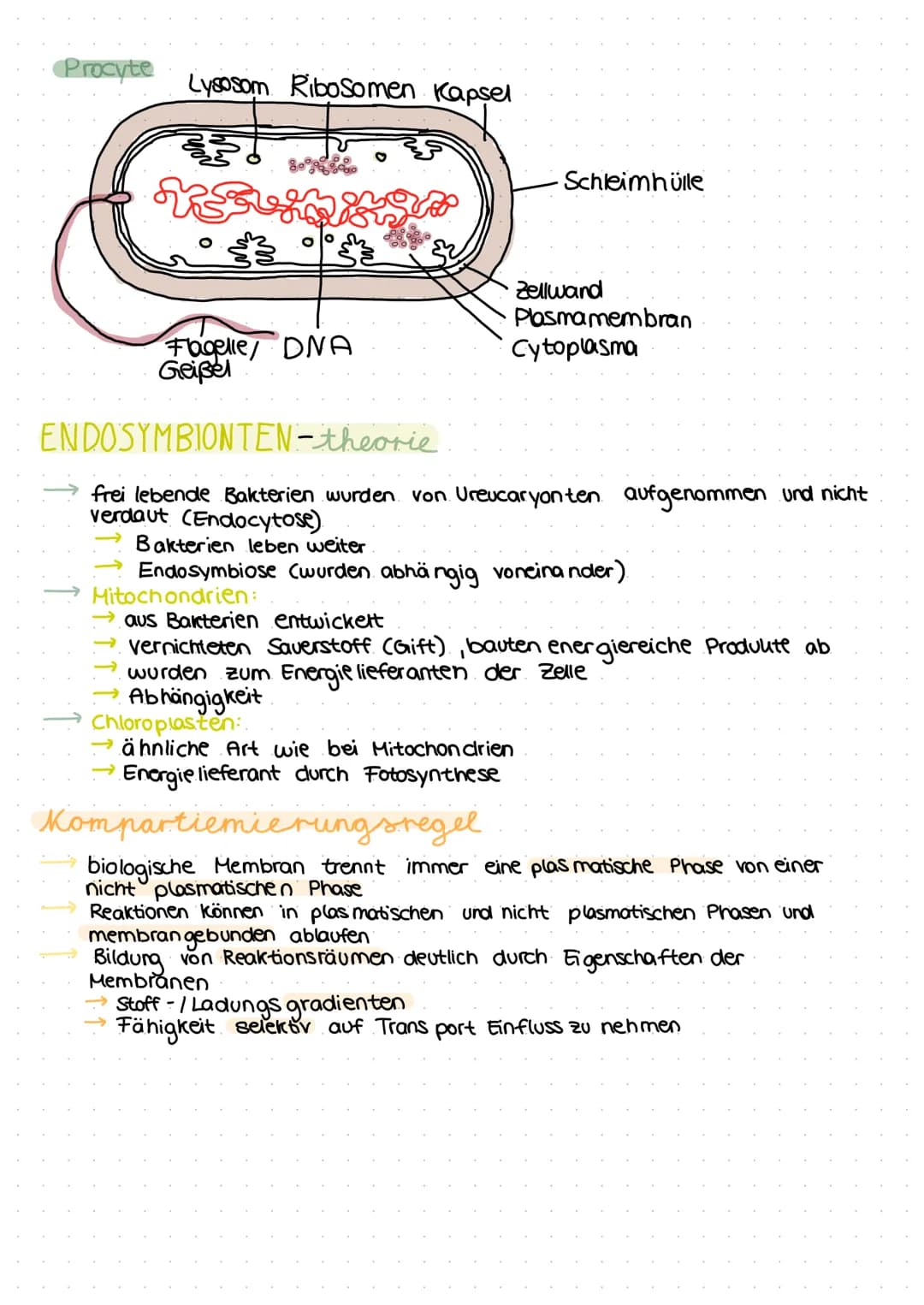 Zellmembran
Endoples-
matisches
Reticulum/
(ER) mit
Ribosomen
Mitochondrien
tierische Zelle
Lysosomen
فيهمه منتخب
:
Lernzettel
Zellkern
Cyto