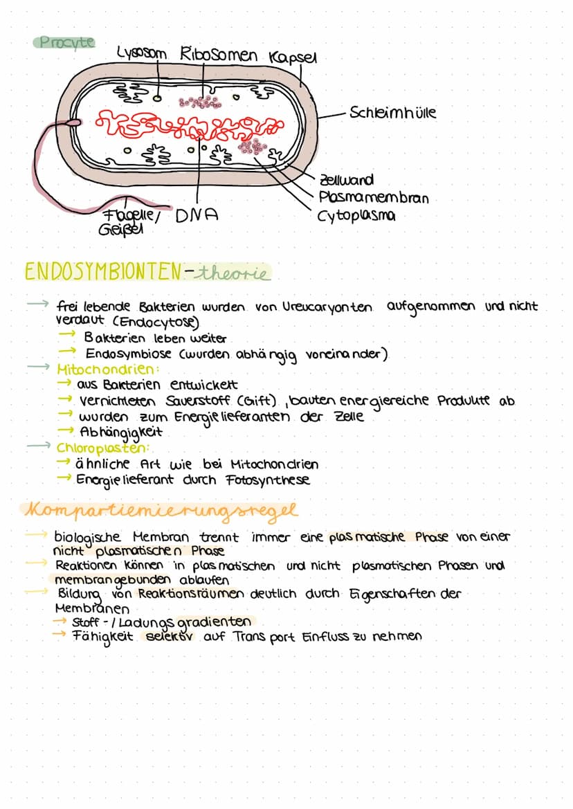 Zellmembran
Endoples-
matisches
Reticulum/
(ER) mit
Ribosomen
Mitochondrien
tierische Zelle
Lysosomen
فيهمه منتخب
:
Lernzettel
Zellkern
Cyto