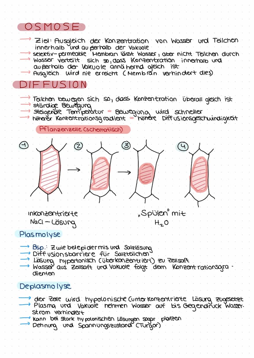 Zellmembran
Endoples-
matisches
Reticulum/
(ER) mit
Ribosomen
Mitochondrien
tierische Zelle
Lysosomen
فيهمه منتخب
:
Lernzettel
Zellkern
Cyto