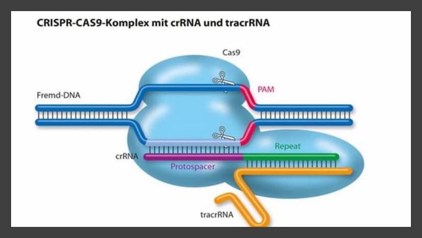 V
SOD
TA
CRISPR/CAS9
Die Genschere
Jal
COD NOBELPREIS 2020 in Chemie
NOBELPRISET I KEMI 2020
THE NOBEL PRIZE IN CHEMISTRY 2020
#nobelprize
E
