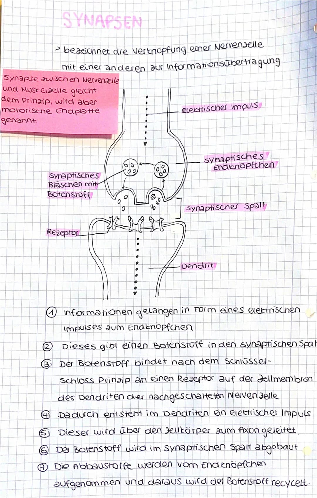 SYNAPSEN
- bezeichnet die verknüpfung einer Nervenzelle
mit einer anderen aur Informationsübertragung
Synapse awischen Nervenzelle
und Muste