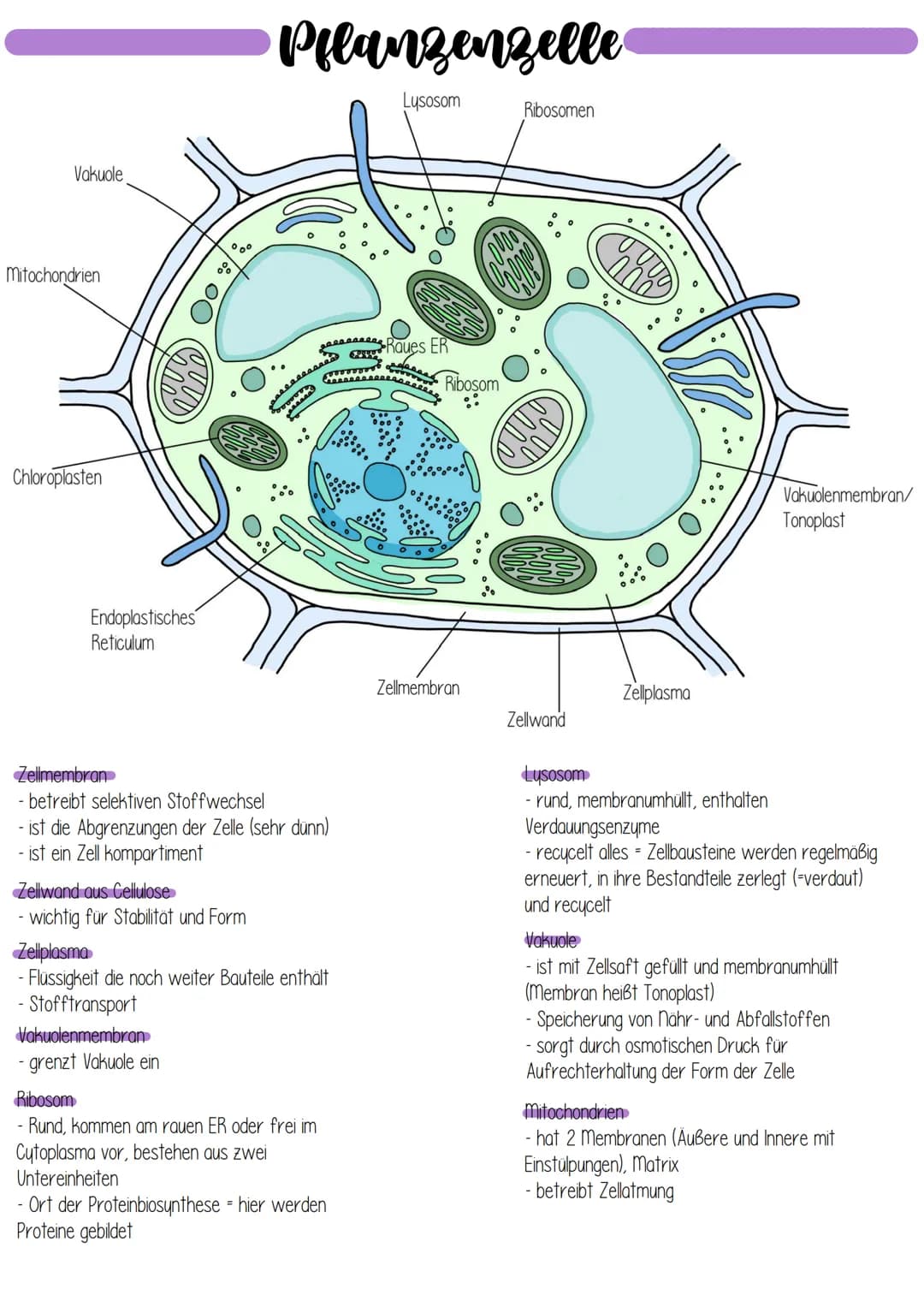 Vakuole
Mitochondrien
Chloroplasten
Endoplastisches
Reticulum
00
Oo
Pflanzenzelle
Lusosom
Zellwand aus Cellulose
wichtig für Stabilität und 