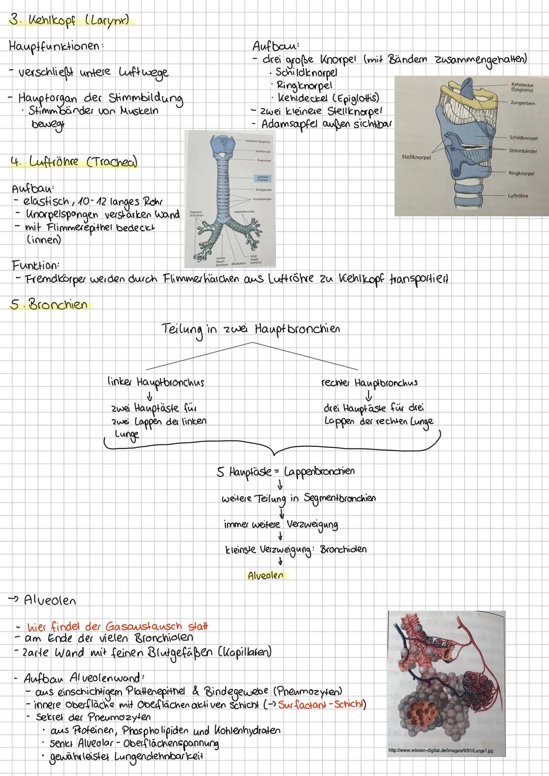 # Bau und Funktion der Atmungsorgane

Nasenhöhle

Harter Gaumen

Rachen (Pharyna)

Kehldeckel (Epiglottis

Mundhöhle
Zunge
Zungenbein

Kehlk