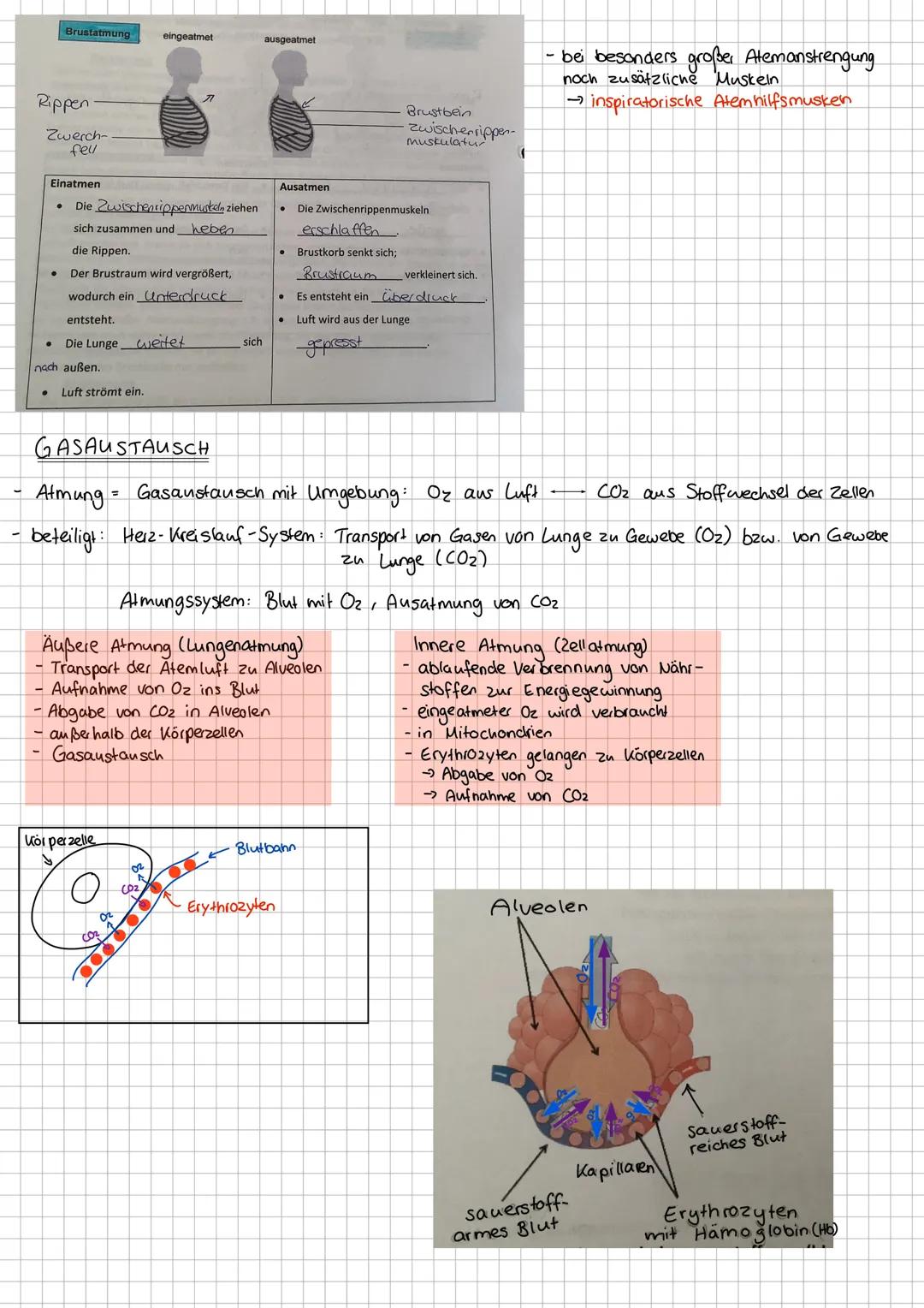 # Bau und Funktion der Atmungsorgane

Nasenhöhle

Harter Gaumen

Rachen (Pharyna)

Kehldeckel (Epiglottis

Mundhöhle
Zunge
Zungenbein

Kehlk