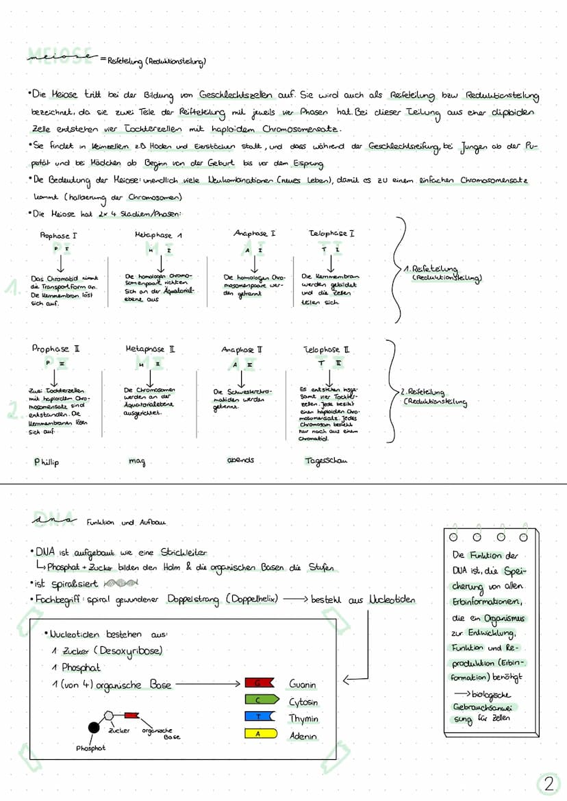 themen
Chromosomen
Mitose
Meiose
DNA
Chronosonen
Das Chromosom besteht aus:
Lizwei
"Zwei Chromatiden
+ Centomer
●
S.A
S.1 +4
S.2 +4
S.2 +3
e
