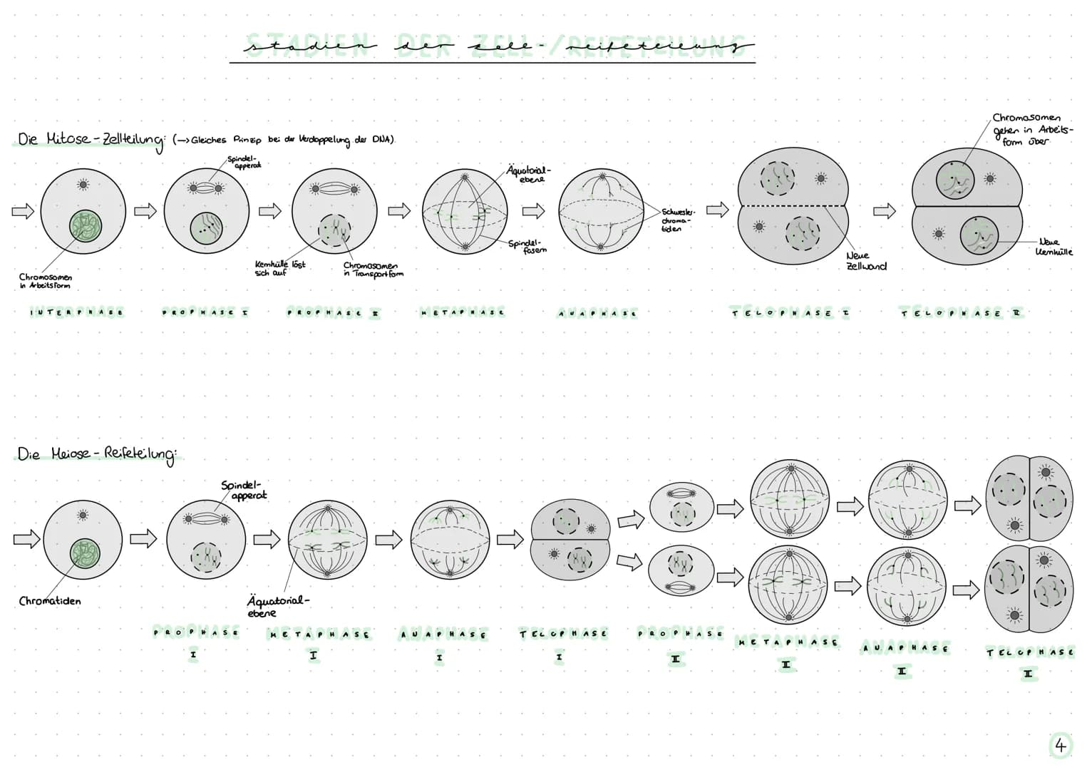 themen
Chromosomen
Mitose
Meiose
DNA
Chronosonen
Das Chromosom besteht aus:
Lizwei
"Zwei Chromatiden
+ Centomer
●
S.A
S.1 +4
S.2 +4
S.2 +3
e
