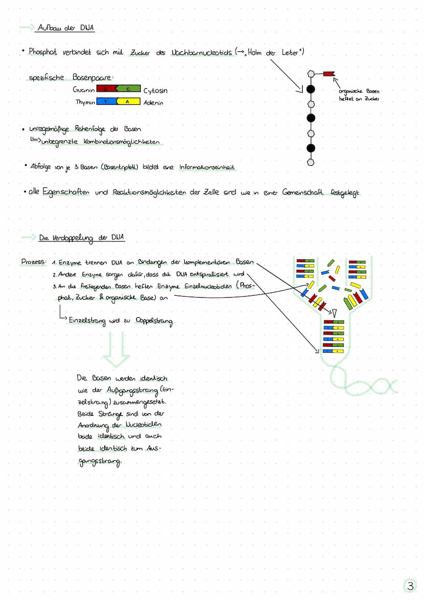 themen
Chromosomen
Mitose
Meiose
DNA
Chronosonen
Das Chromosom besteht aus:
Lizwei
"Zwei Chromatiden
+ Centomer
●
S.A
S.1 +4
S.2 +4
S.2 +3
e