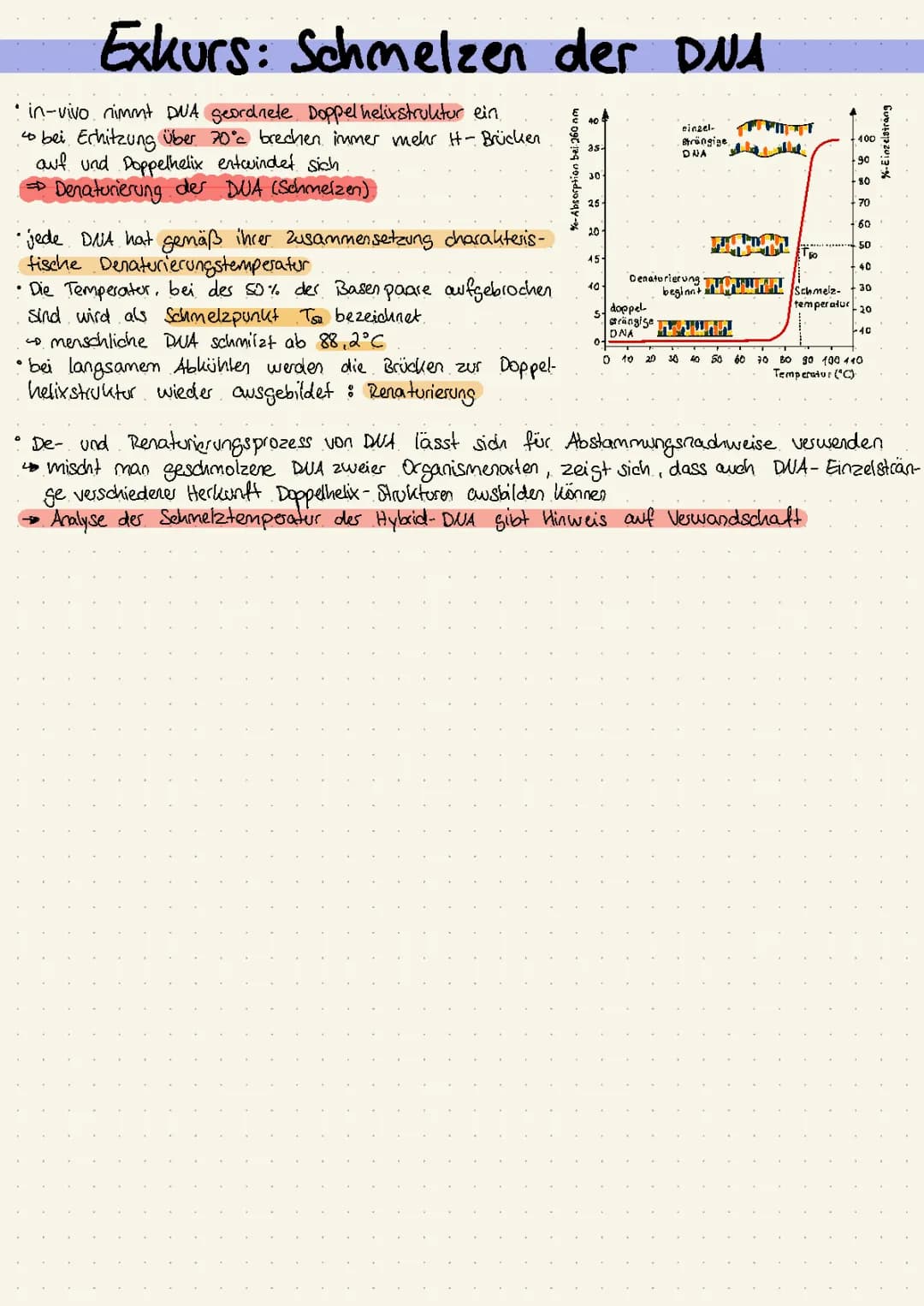 Alles über DNA: Aufbau, Schmelztemperatur und Denaturierung