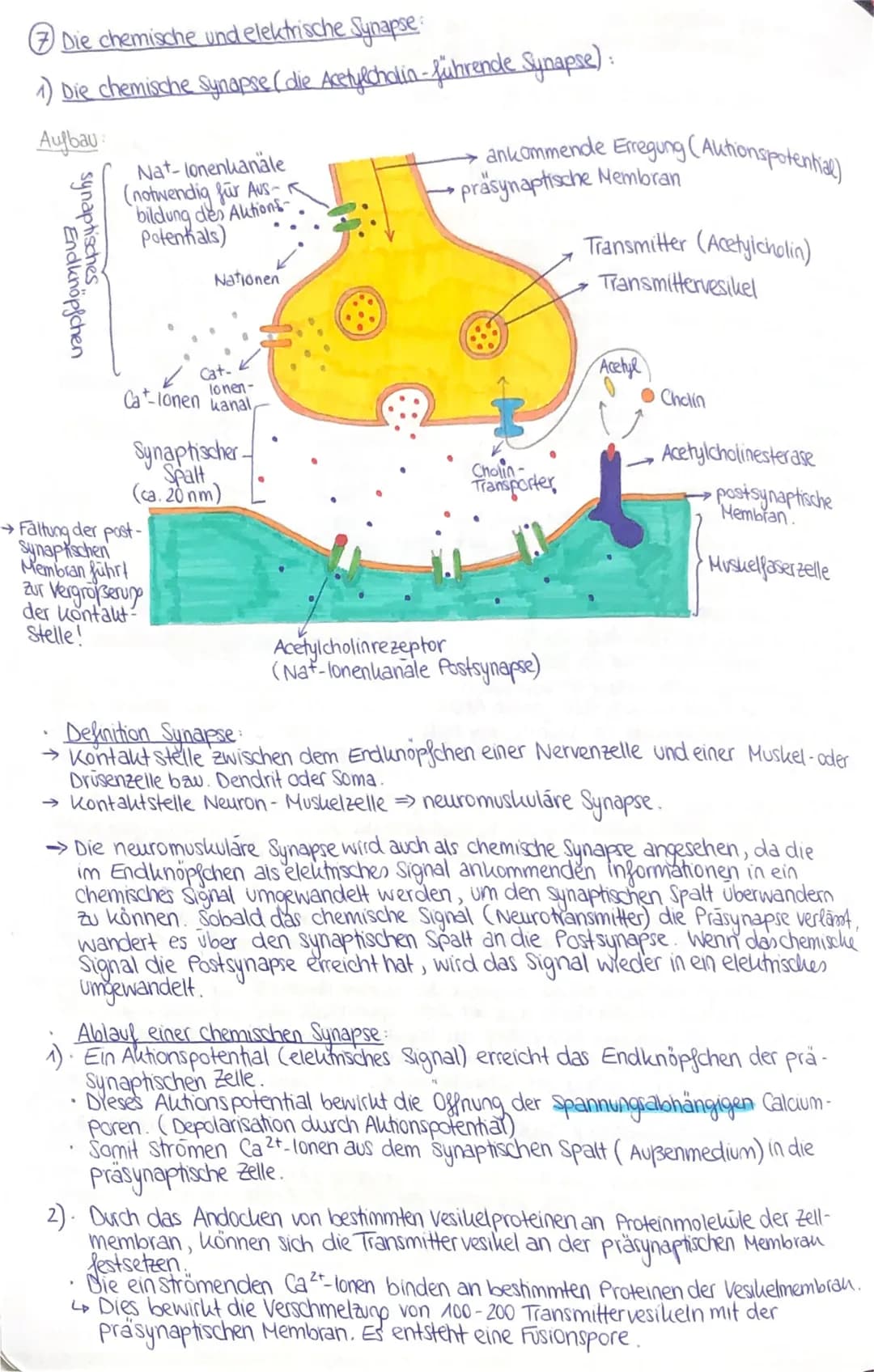 7 Die chemische und elektrische Synapse:
1) Die chemische Synapse (die Acetylcholia - führende Synapse):
Aufbau
synaptisches
Endknöpfchen
Na