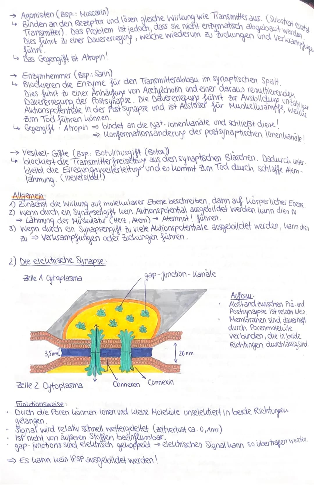 7 Die chemische und elektrische Synapse:
1) Die chemische Synapse (die Acetylcholia - führende Synapse):
Aufbau
synaptisches
Endknöpfchen
Na