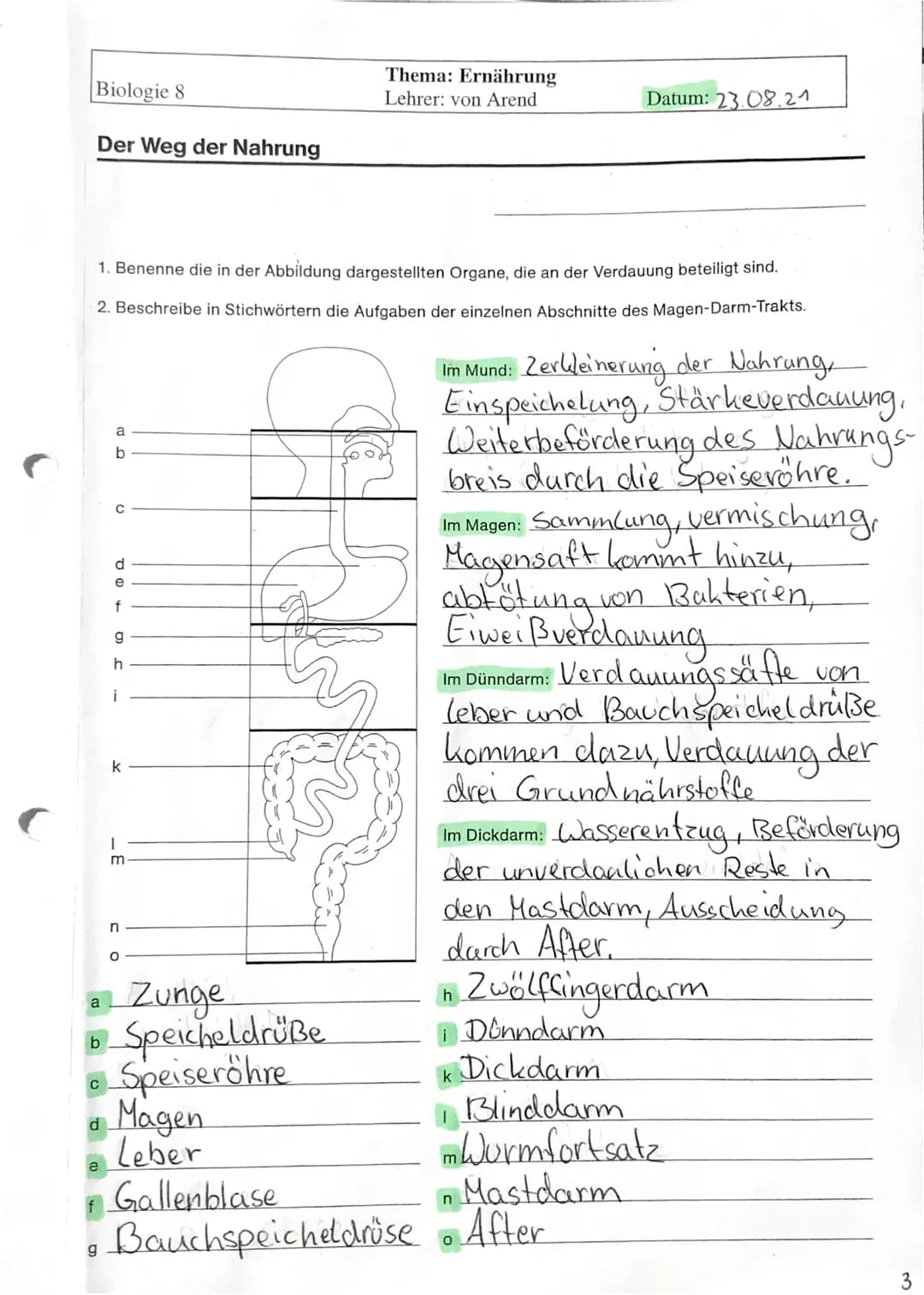 Biologie 8
Der Weg der Nahrung
1. Benenne die in der Abbildung dargestellten Organe, die an der Verdauung beteiligt sind.
2. Beschreibe in S