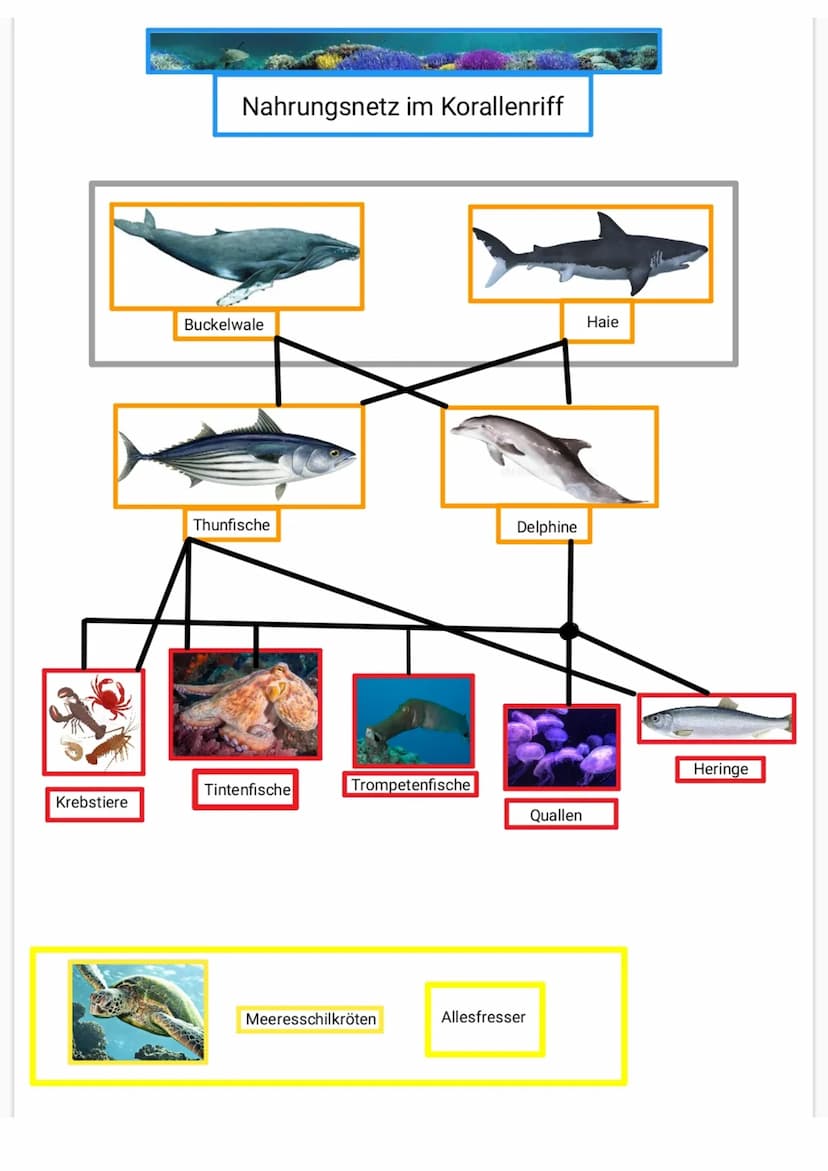 Beschreibung
Die Produzenten bilden im Nahrungsnetz des Korallenriffs eine
große Basis. Marine Pflanzen wie Algen und Seegraas wandeln
Sonne