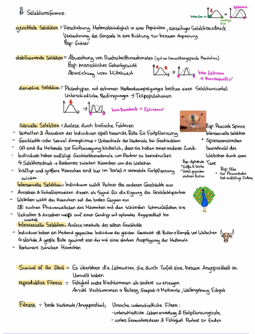 Evolutionstheorien:
Heute aktueller
2. Darwin die Theorie der natürlichen Zuchtwohl
Evolutionstheorie 1900
→ Es überleben die Lebewesen, die