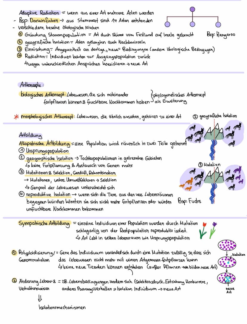Evolutionstheorien:
Heute aktueller
2. Darwin die Theorie der natürlichen Zuchtwohl
Evolutionstheorie 1900
→ Es überleben die Lebewesen, die