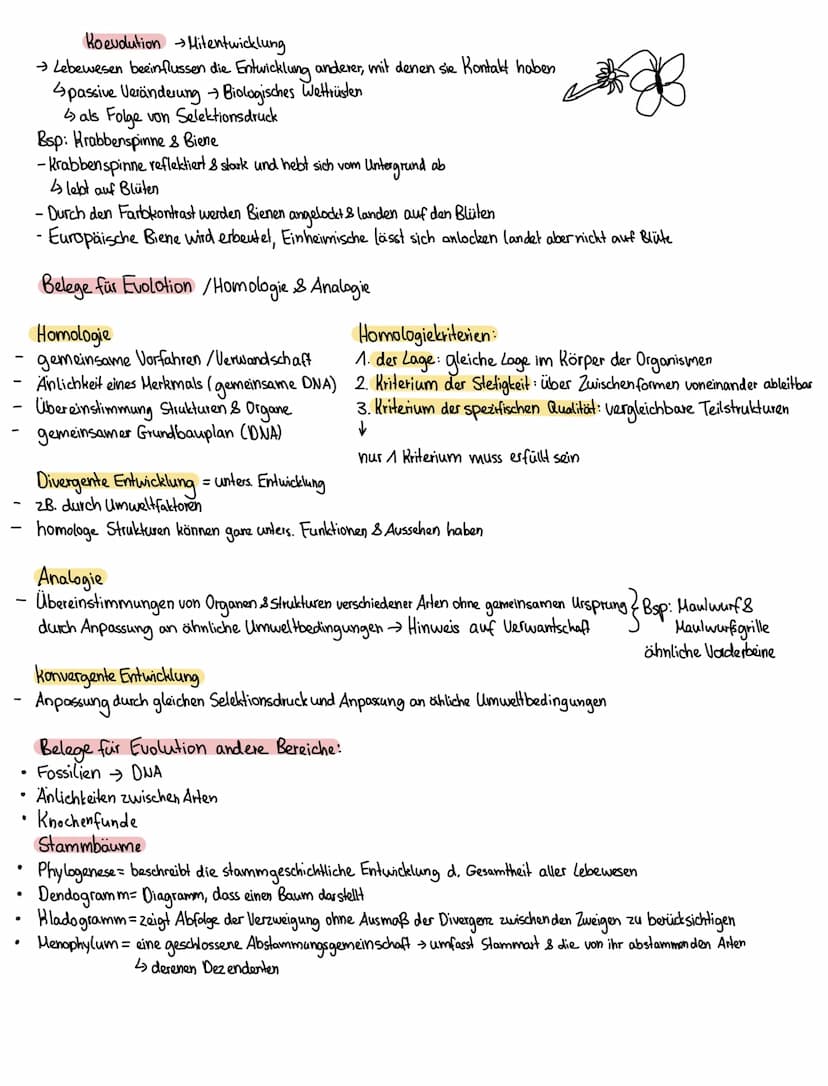 Evolutionstheorien:
Heute aktueller
2. Darwin die Theorie der natürlichen Zuchtwohl
Evolutionstheorie 1900
→ Es überleben die Lebewesen, die