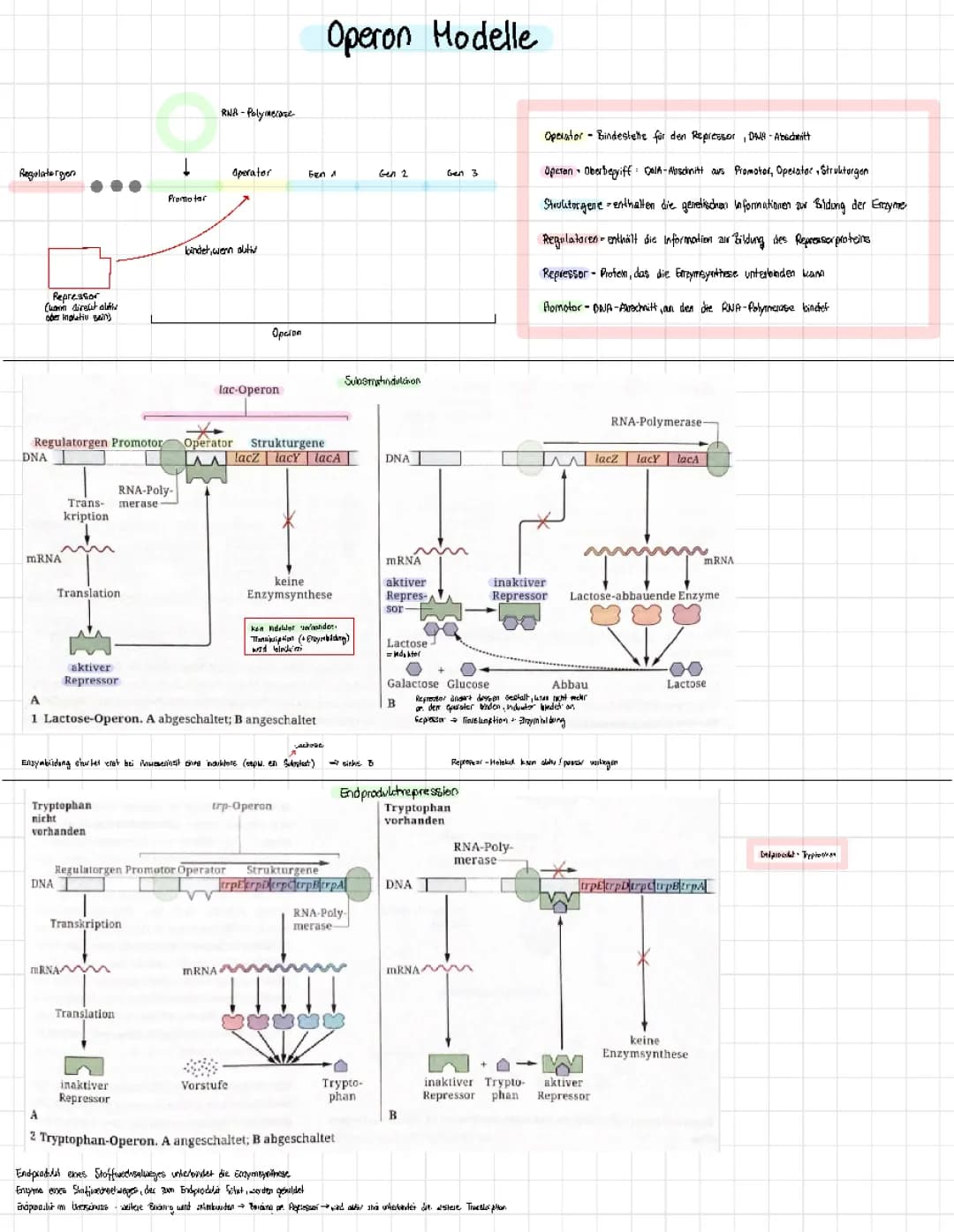 Lac-Operon und Trp-Operon einfach erklärt: Funktion, Aufbau und Unterschiede