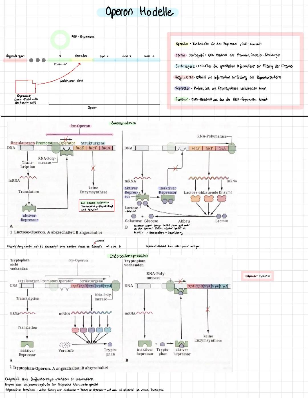 Lac-Operon und Trp-Operon einfach erklärt: Funktion, Aufbau und Unterschiede