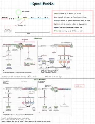 Know Operon-Modelle thumbnail