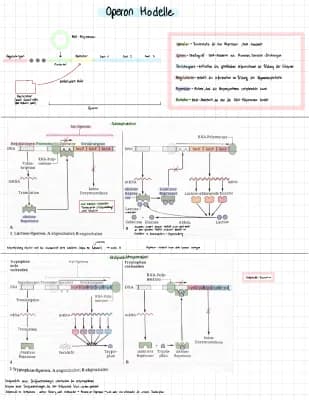 Know Operon-Modelle thumbnail