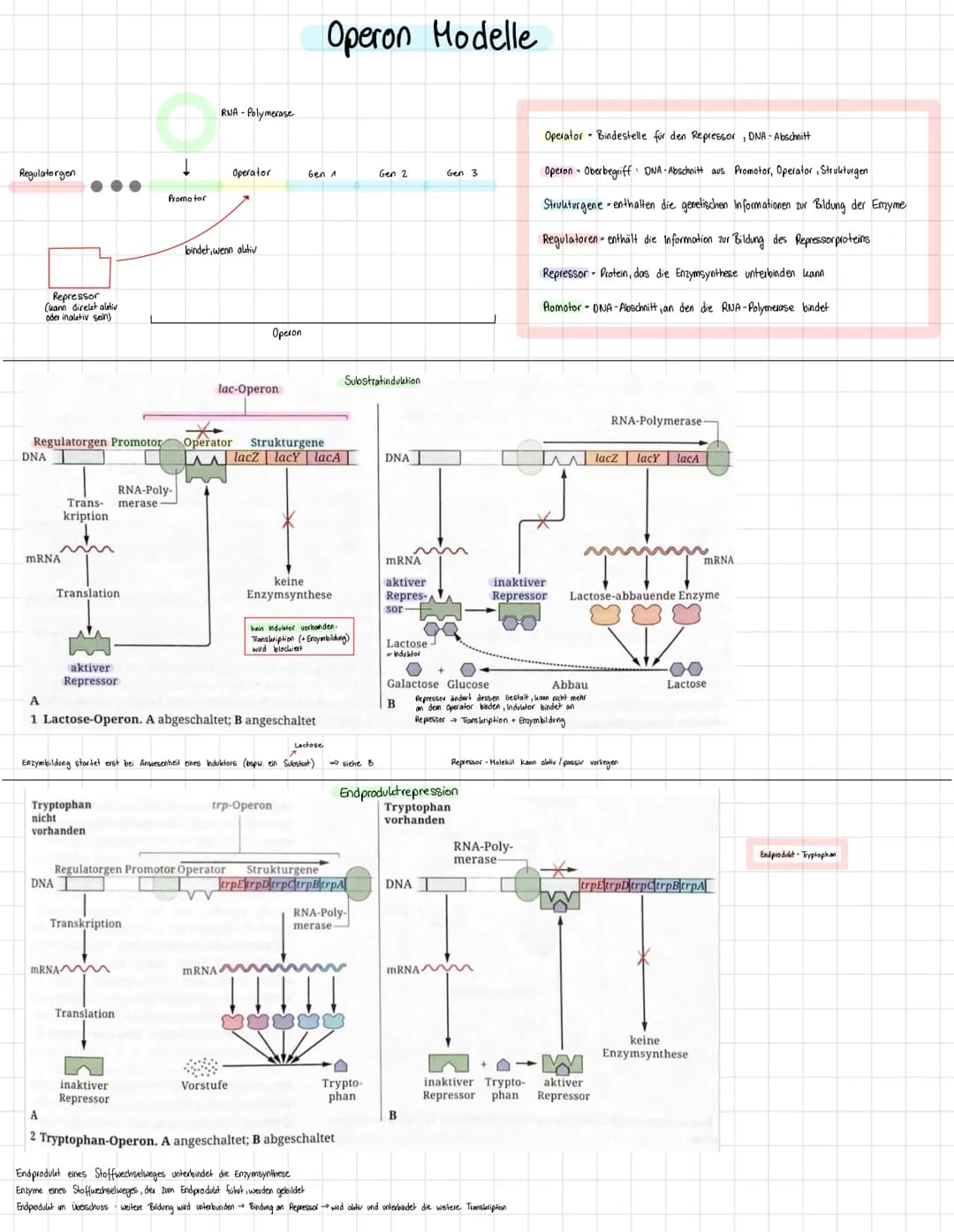 Regulatorgen
Repressor
(kann direkt altiv
oder inalativ sein)
DNA
mRNA
Trans-
kription
mn
Translation
Regulatorgen Promotor Operator Struktu