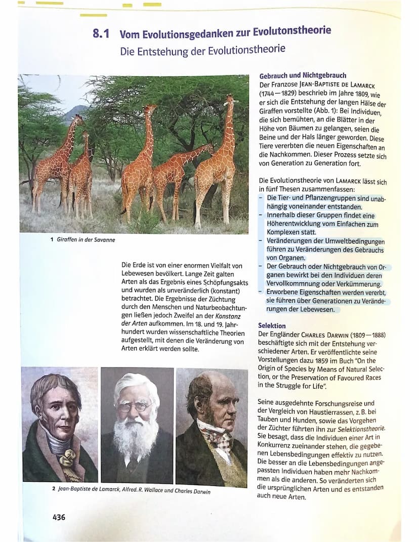 Mögliche Theorien zur Evolution
- Gott hat in 7 Tagen die Erde geschafften
-> alle Lebewesen
Entwicklung unterschiedlicher Theorien zur Ents