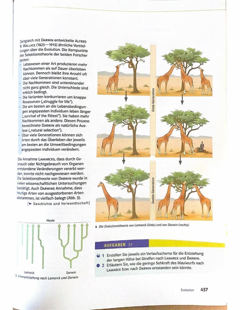 Mögliche Theorien zur Evolution
- Gott hat in 7 Tagen die Erde geschafften
-> alle Lebewesen
Entwicklung unterschiedlicher Theorien zur Ents
