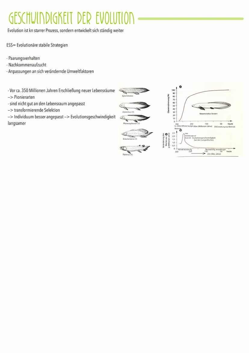 Mögliche Theorien zur Evolution
- Gott hat in 7 Tagen die Erde geschafften
-> alle Lebewesen
Entwicklung unterschiedlicher Theorien zur Ents