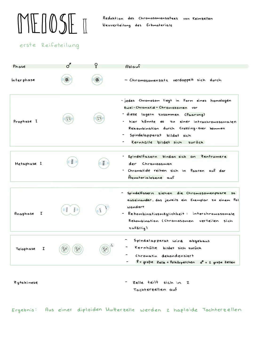 # MEIOSE I

erste Reifeteilung

Reduktion des Chromosomensatees von Keimzellen
Neuverteilung des Erbmaterials

Phase

Inter phase

Prophase 
