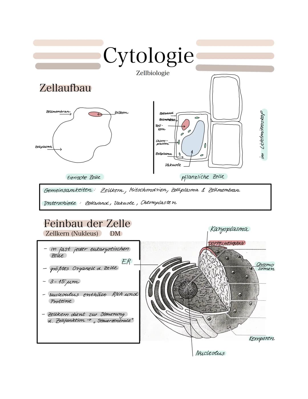 Zellaufbau
Zellmembran
Zellplasma
tierische Zelle
Cytologie
Zellbiologie
Zellkern
in fast jeder.
zele
Feinbau der Zelle
Zellkern (Nukleus) D