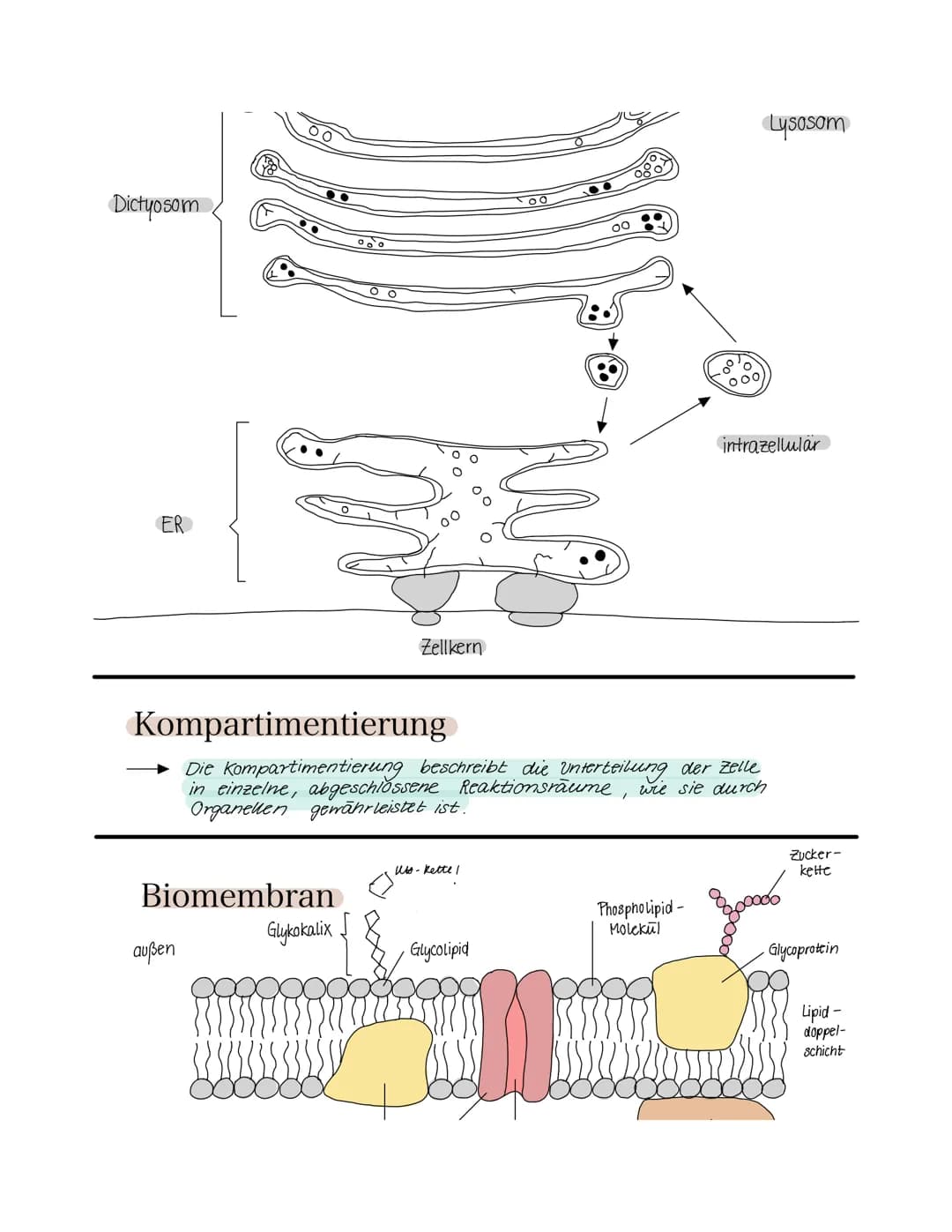 Zellaufbau
Zellmembran
Zellplasma
tierische Zelle
Cytologie
Zellbiologie
Zellkern
in fast jeder.
zele
Feinbau der Zelle
Zellkern (Nukleus) D