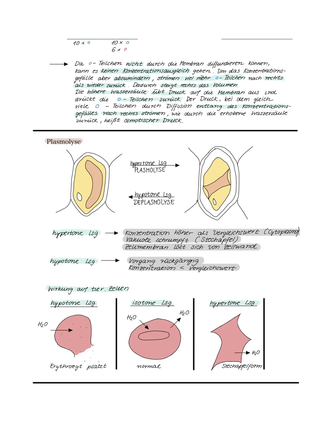 Zellaufbau
Zellmembran
Zellplasma
tierische Zelle
Cytologie
Zellbiologie
Zellkern
in fast jeder.
zele
Feinbau der Zelle
Zellkern (Nukleus) D