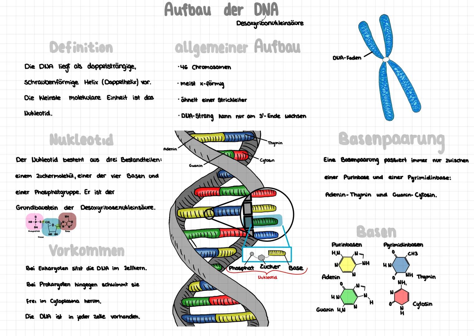 Definition
Die DUA liegt als doppelsträngige,
Schraubenförmige Helix (Doppelhelix) vor.
Die kleinste molekulare Einheit ist das
Nukleotid.
N