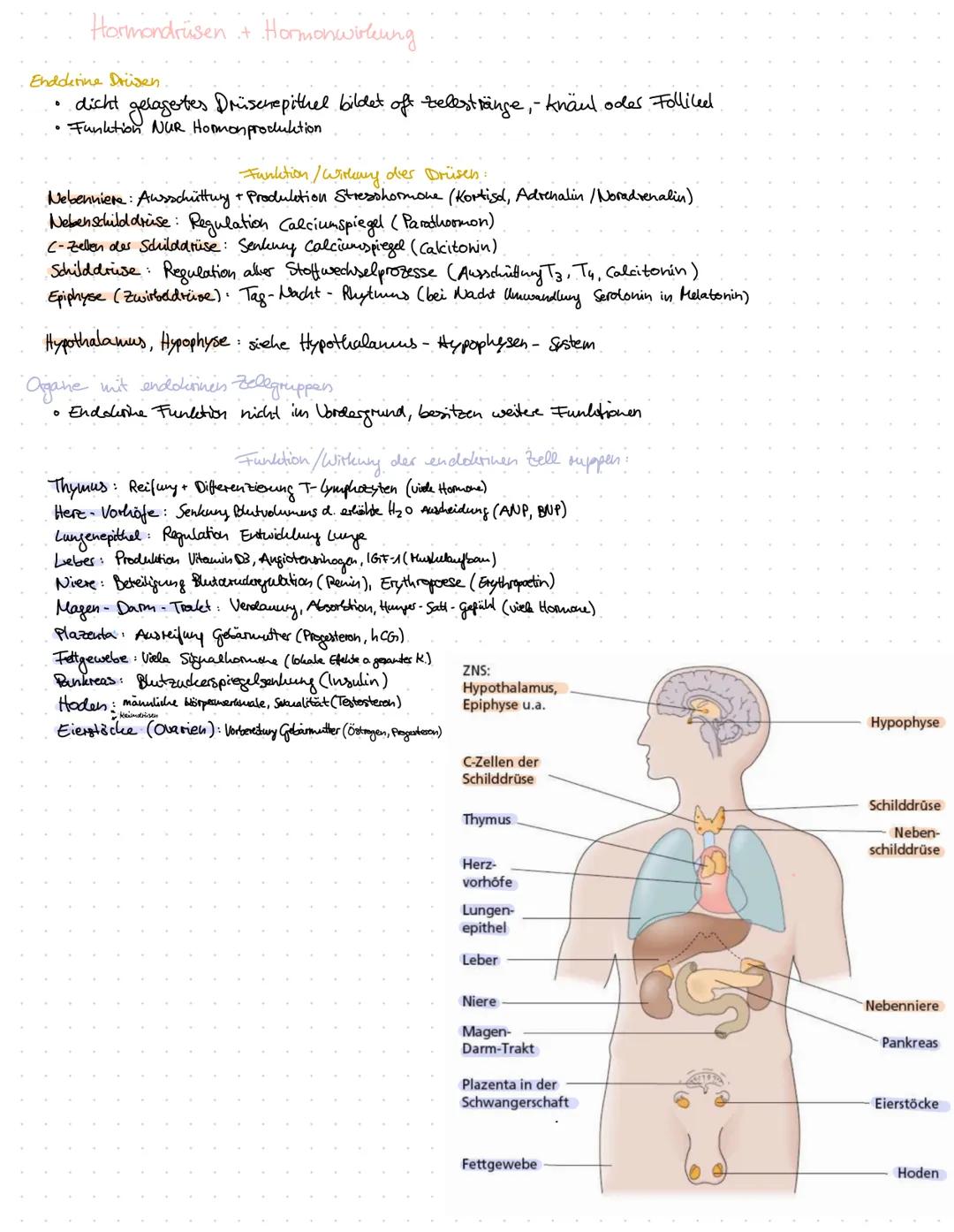 # DAS HORMONSYSEM
oder endolinnes System

Informationsverbreitende Systeme
> mehrzellige Organismen müssen integriert + Leoordiniest werden
