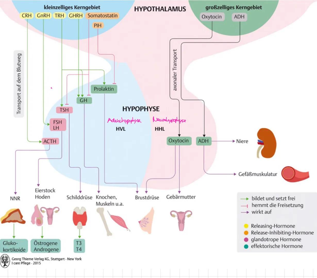 # DAS HORMONSYSEM
oder endolinnes System

Informationsverbreitende Systeme
> mehrzellige Organismen müssen integriert + Leoordiniest werden
