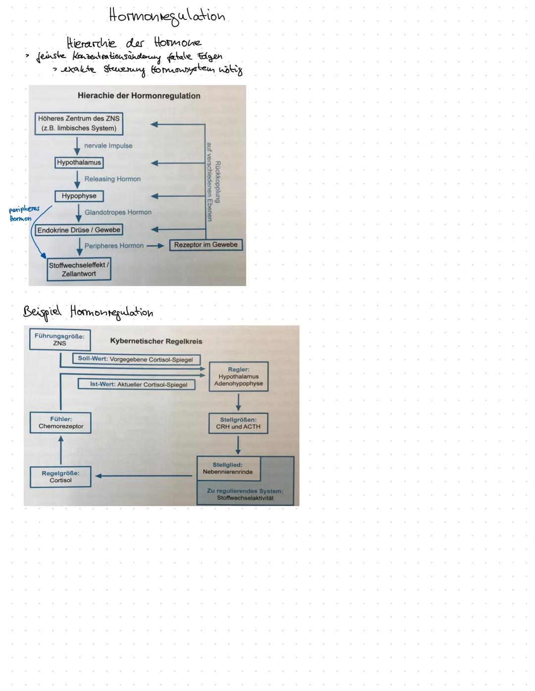 # DAS HORMONSYSEM
oder endolinnes System

Informationsverbreitende Systeme
> mehrzellige Organismen müssen integriert + Leoordiniest werden
