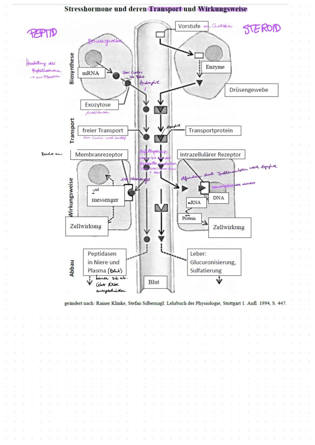 # DAS HORMONSYSEM
oder endolinnes System

Informationsverbreitende Systeme
> mehrzellige Organismen müssen integriert + Leoordiniest werden
