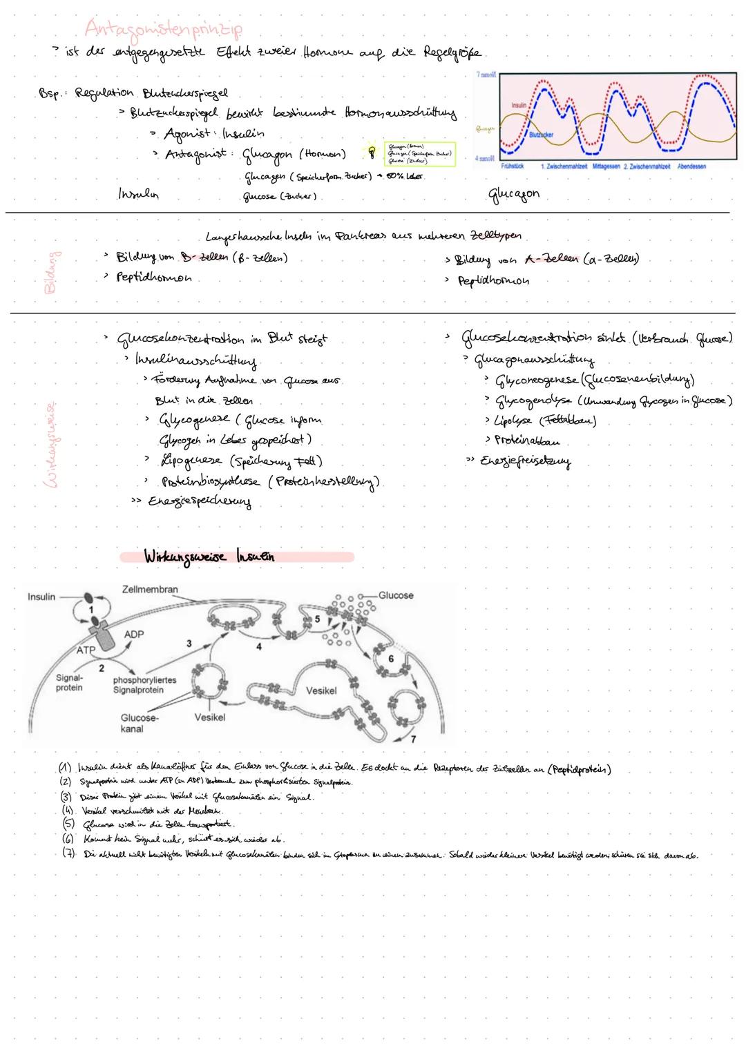 # DAS HORMONSYSEM
oder endolinnes System

Informationsverbreitende Systeme
> mehrzellige Organismen müssen integriert + Leoordiniest werden
