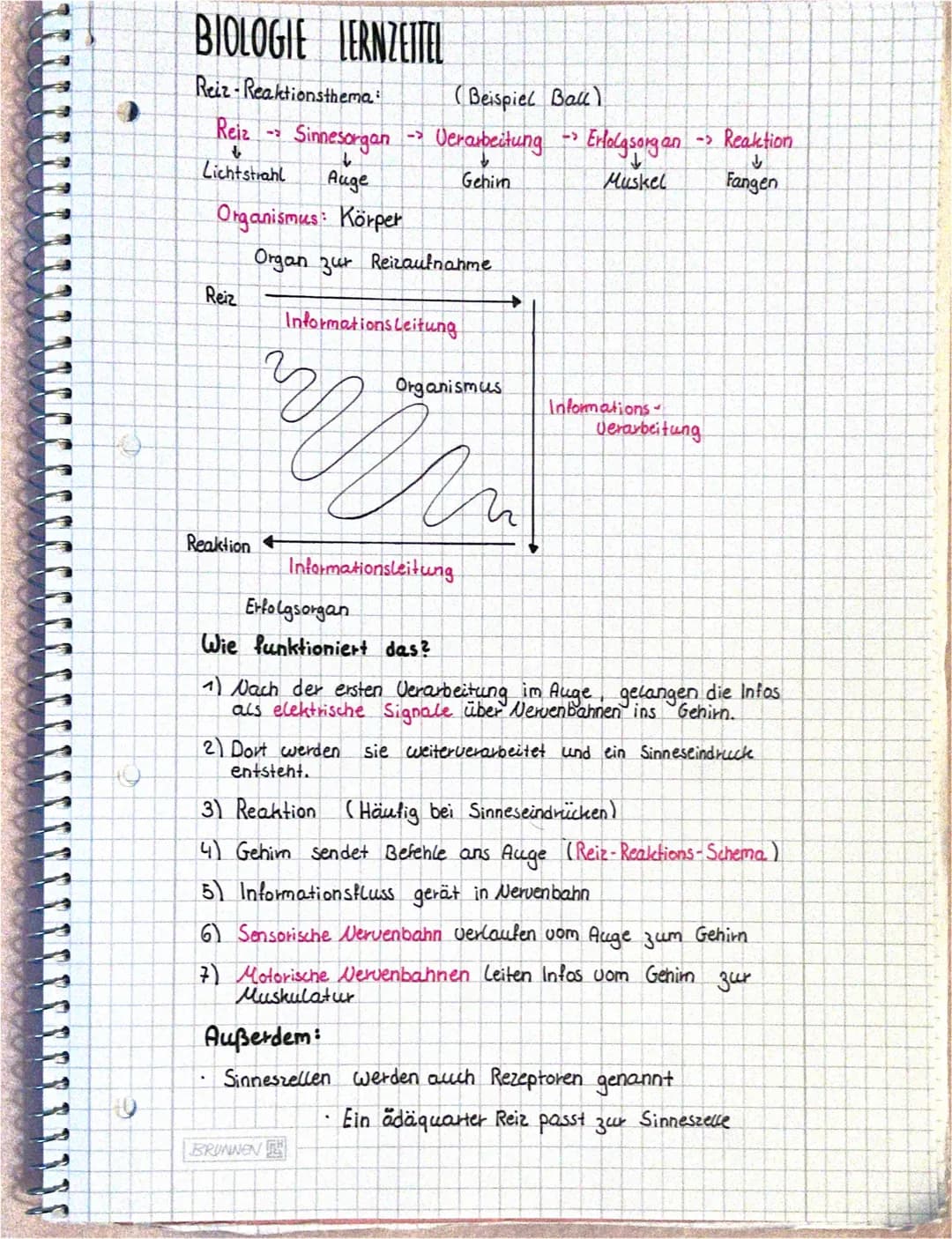 BIOLOGIE LERNZEITEL
Reiz-Reaktionsthema:
(Beispiel Bau)
Sinnesorgan -> Verarbeitung → Erfolgsorg an
↓
Auge
Gehim
Muskel
Organismus: Körper
O