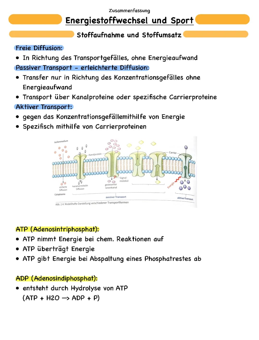 Energiestoffwechsel und Zellatmung 