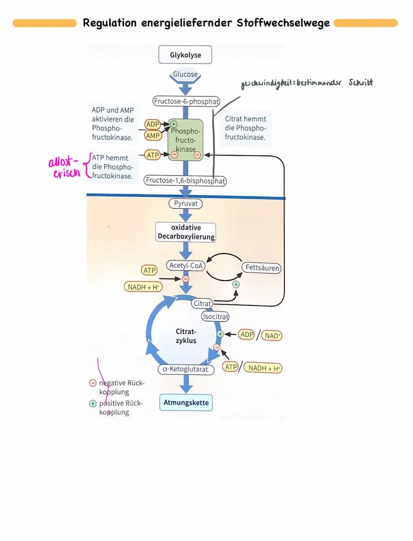 Freie Diffusion:
• In Richtung des Transportgefälles, ohne Energieaufwand
Passiver Transport - erleichterte Diffusion:
• Transfer nur in Ric
