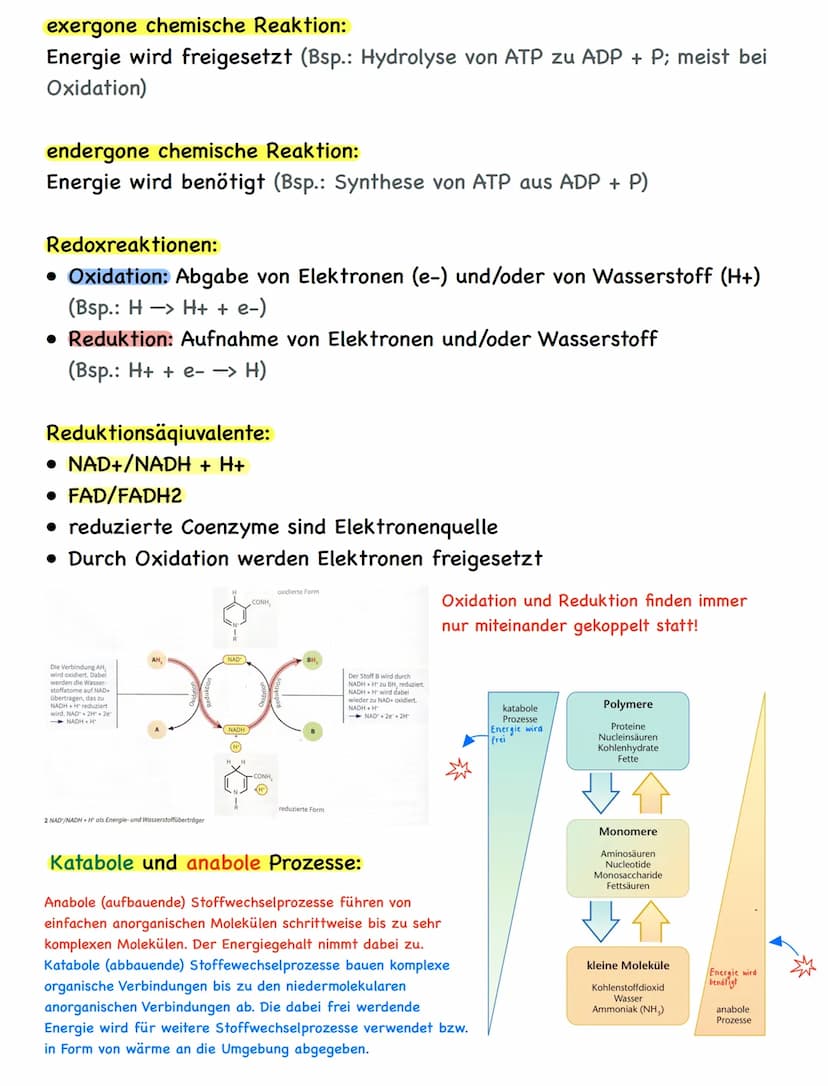 Freie Diffusion:
• In Richtung des Transportgefälles, ohne Energieaufwand
Passiver Transport - erleichterte Diffusion:
• Transfer nur in Ric